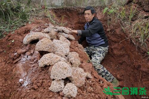 防治白蟻,白蟻防治方法 白蟻怎么治,白蟻防治方法
