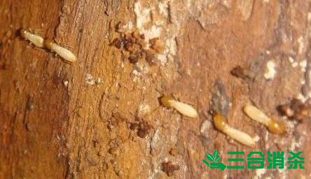 防治白蟻,白蟻防治方法 白蟻怎么治,白蟻防治方法