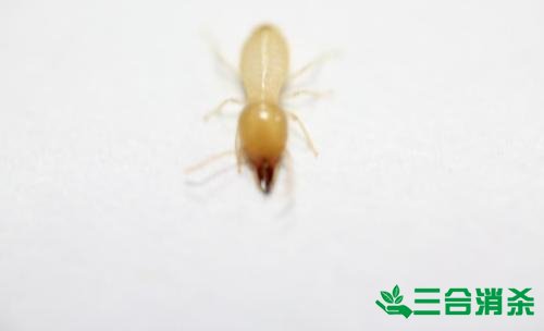 防治白蟻,白蟻防治方法 白蟻怎么治,白蟻防治方法