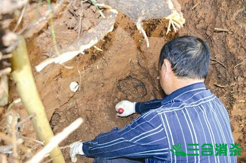防治白蟻,白蟻防治方法 白蟻怎么治,白蟻防治方法