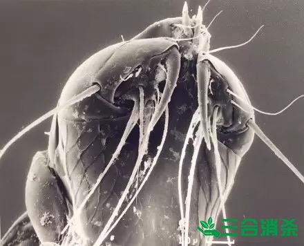 螨蟲(chóng)怎么去除,怎么除螨蟲(chóng) 螨蟲(chóng)怎么治,怎么除螨蟲(chóng)