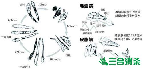螨蟲怎么去除,怎么除螨蟲 螨蟲怎么治,怎么除螨蟲