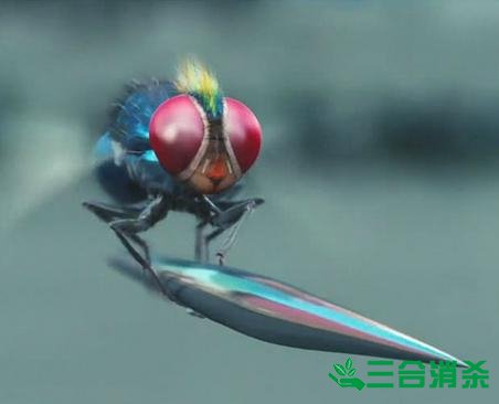 滅蒼蠅方法,蒼蠅防治 蒼蠅防治方法,滅蒼蠅公司