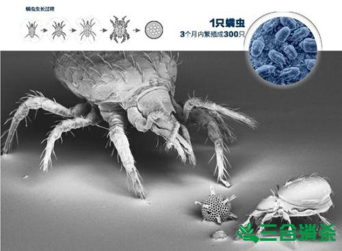 螨蟲怎么去除,怎么除螨蟲 螨蟲怎么治,怎么除螨蟲