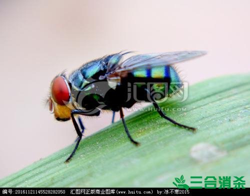 滅蒼蠅方法,蒼蠅防治 蒼蠅防治方法,滅蒼蠅公司