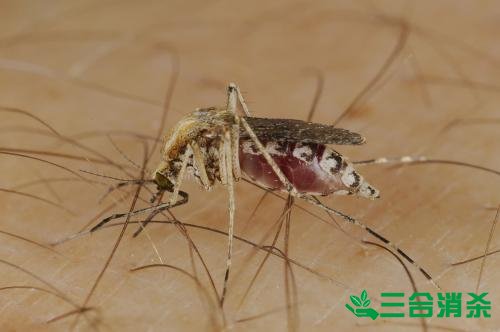 滅蚊公司,滅蚊子最有效的方法 滅蚊方法,滅蚊子方法