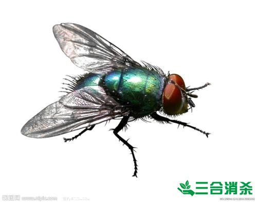 滅蒼蠅方法,蒼蠅防治 蒼蠅防治方法,滅蒼蠅公司