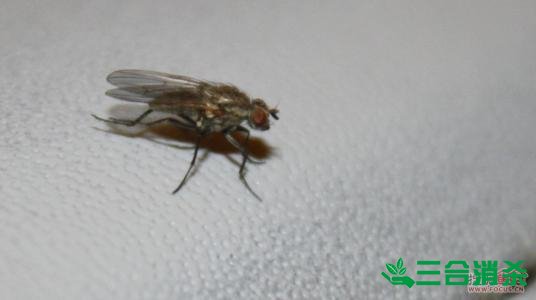 滅蒼蠅方法,蒼蠅防治 蒼蠅防治方法,滅蒼蠅公司
