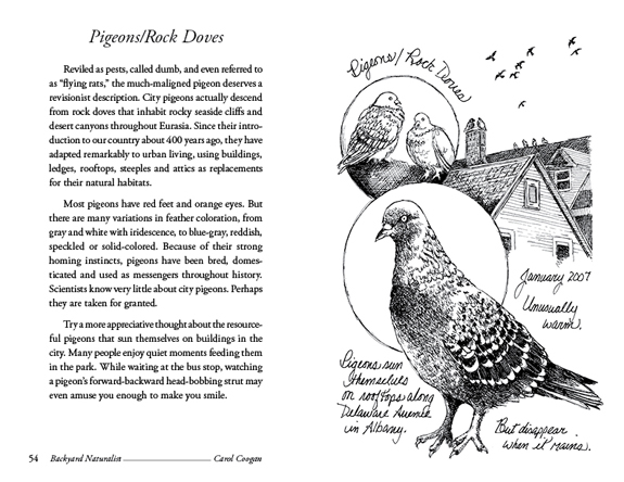 Pigeons - Backyard Naturalist - Carol Coogan