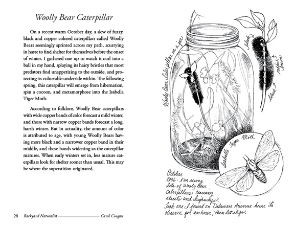 Woolly Bear Caterpillar - Backyard Naturalist - Carol Coogan