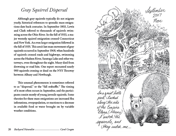 Gray Squirrel - Backyard Naturalist - Carol Coogan
