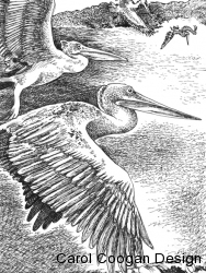 20-pelicans-q