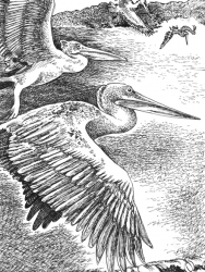 20-pelicans-q